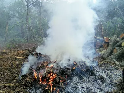 Brûler ses déchets verts : une pratique encadrée
